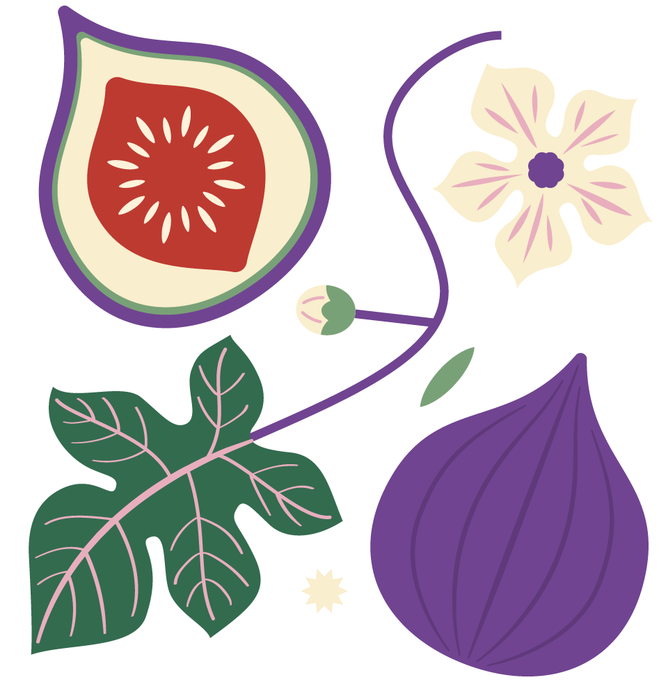 ilustración de higo con hoja de higuera