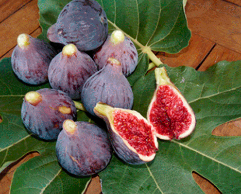 illustracio-figues-2 higos cuello de dama